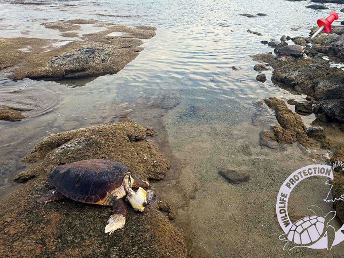 Άλλες δύο νεκρές θαλάσσιες χελώνες βρέθηκαν χθες στο Αλυκό Νάξου