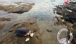 Άlles-dio-nekres-thalassies-chelones