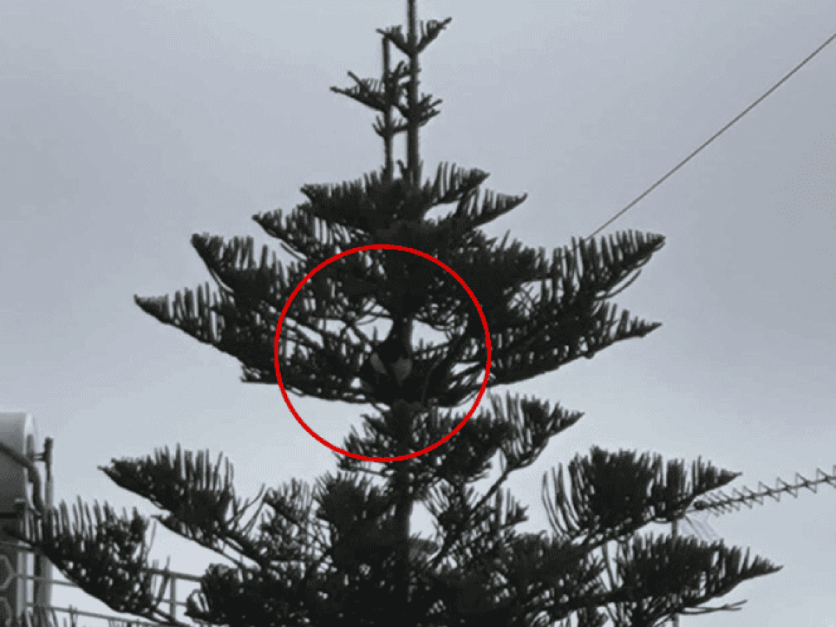 Αγρίνιο: Εγκλωβισμένη για 10 ημέρες γάτα σε πανύψηλο δέντρο