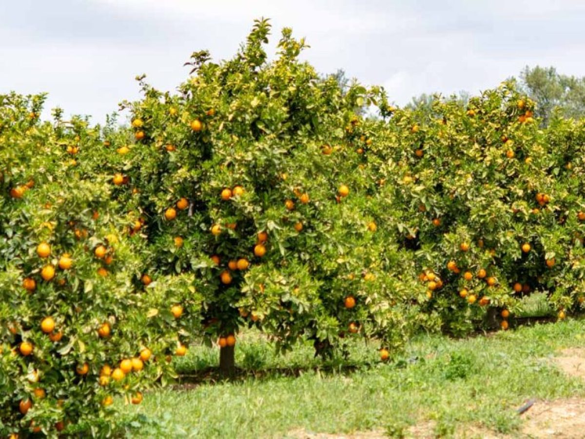 Αγρότης αναζητά στην Αργολίδα χωράφια με εσπεριδοειδή για ενοικίαση