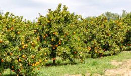 Αgrotis-anazita-stin-Αrgolida-chorafia