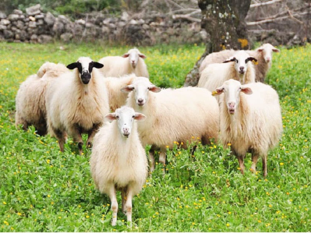 Αντιπεριφερειάρχης Κ. Τσιριγώτης: Δέχομαι επιθέσεις γι’ αυτά που λέω για την καταστροφή του πρωτογενή τομέα