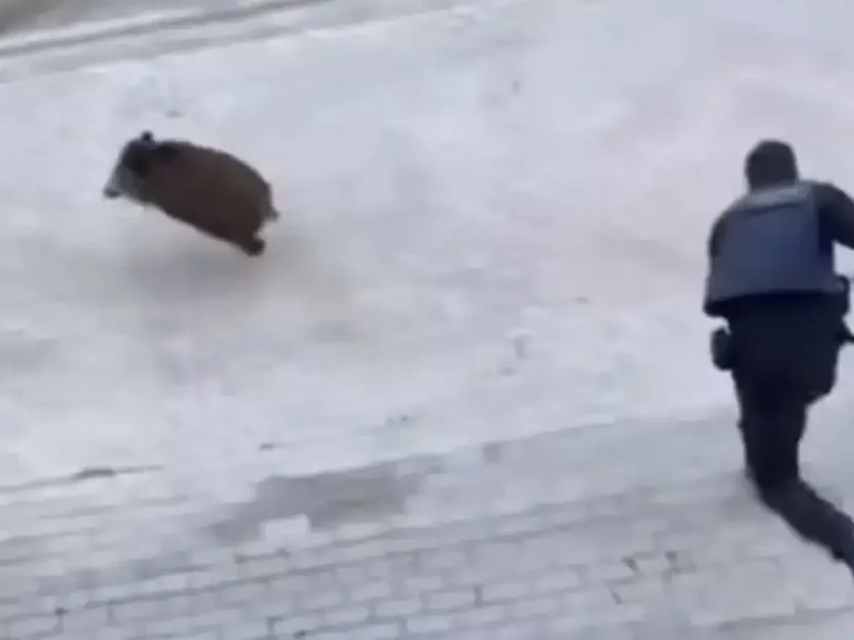 Απίστευτες εικόνες: Αστυνομικοί της ΕΛ.ΑΣ κυνηγάνε αγριογούρουνο σε γειτονιά