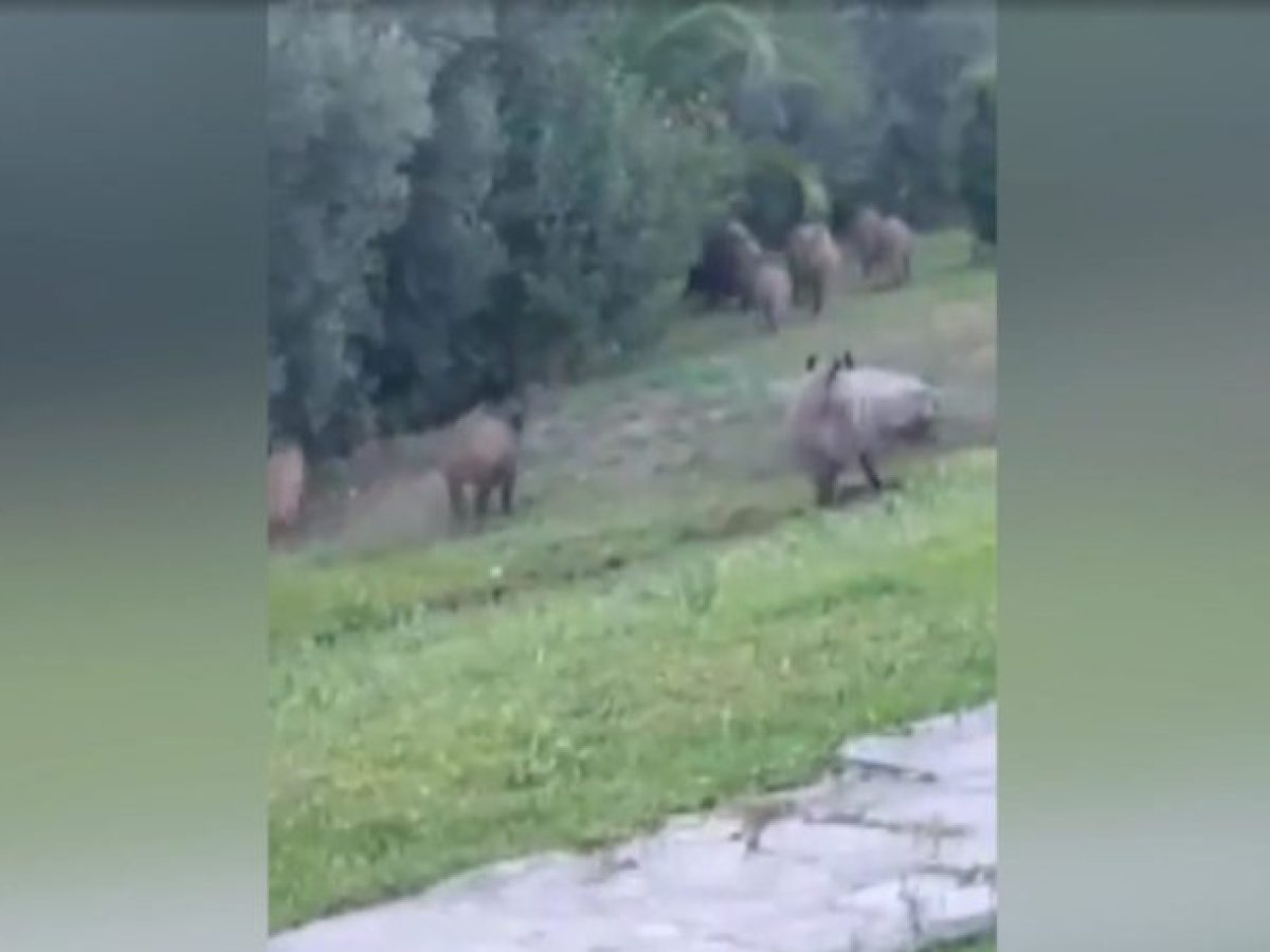 &Alpha;&gamma;έ&lambda;&eta; &alpha;&gamma;&rho;&iota;&omicron;&gamma;&omicron;ύ&rho;&omicron;&upsilon;&nu;&omega;&nu; &mu;έ&sigma;&alpha; &sigma;&epsilon; &omicron;&iota;&kappa;&iota;&sigma;&mu;ό &sigma;&tau;&eta; &Phi;&omicron;ύ&rho;&kappa;&alpha; &Chi;&alpha;&lambda;&kappa;&iota;&delta;&iota;&kappa;ή&sigmaf;