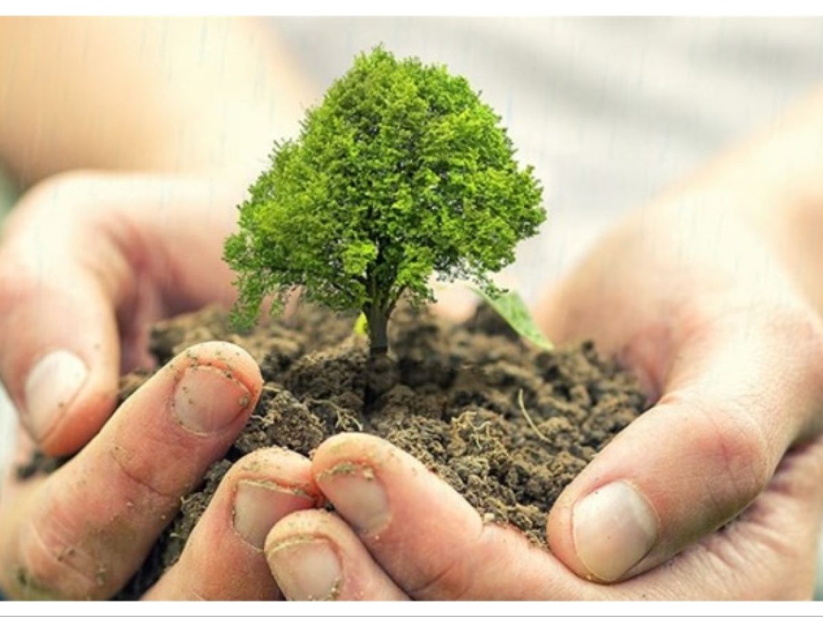 1η Δράση Εθελοντικής Μαθητικής Δενδροφύτευσης του ΣΠΑΠ στον Άγ. Στέφανο