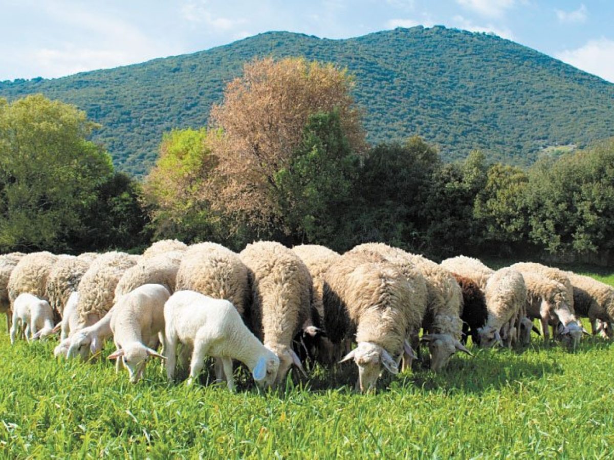 2026: «Ποδαρικό» με νέα κρούσματα ευλογιάς στην ΑΜ-Θ