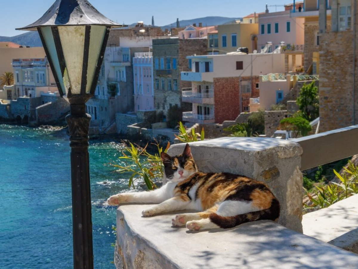 Syros Cats: Η αλήθεια για τις «δωρεάν διακοπές» στη Σύρο – Νέο δημοσίευμα