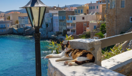 Syros-Cats-i-alithia-gia