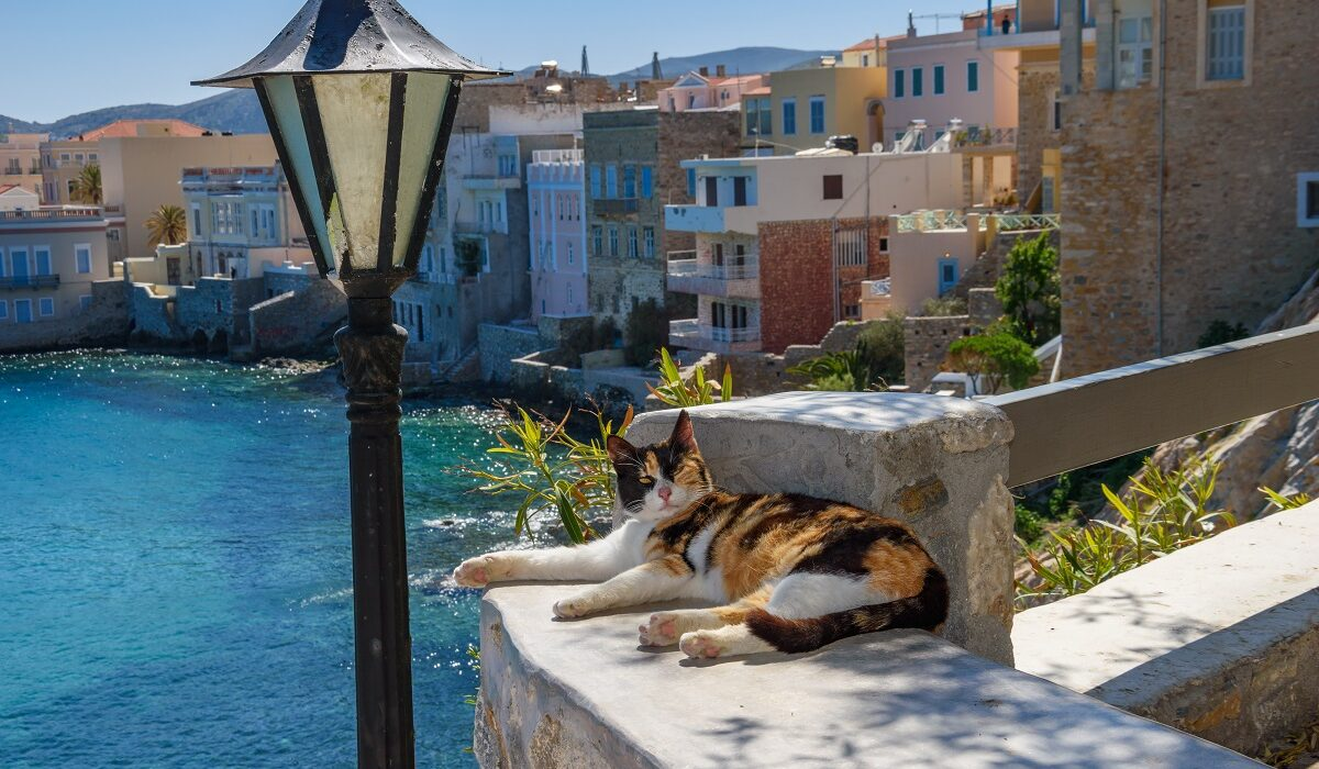 Syros-Cats-i-alithia-gia