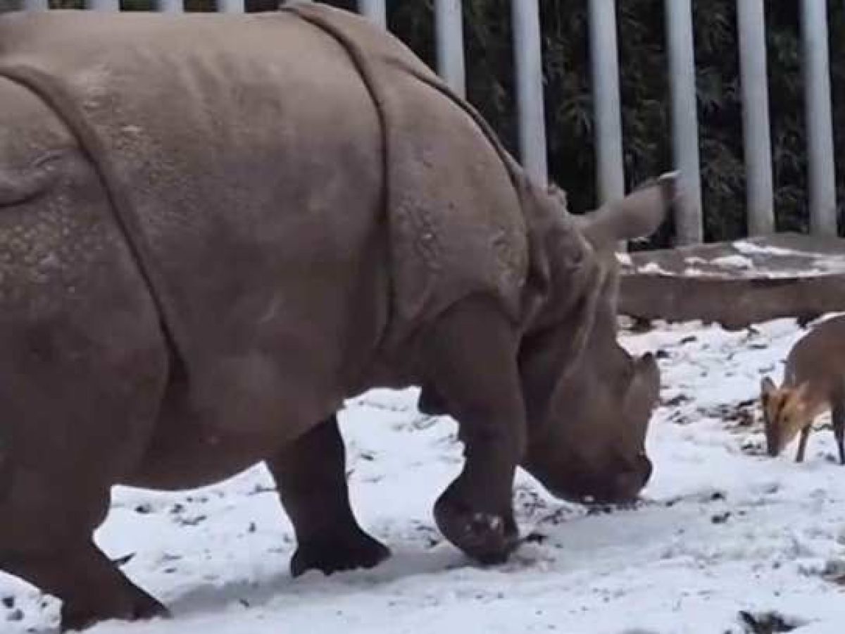 Viral έγινε το ελαφάκι που «τα έβαλε» με ρινόκερο 2 τόνων