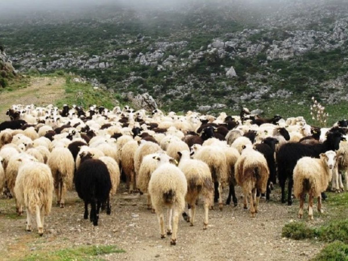 Αυξημένος ο κίνδυνος ευλογιάς στην Κρήτη με τις νέες οδηγίες για τις ζωοτροφές, υποστηρίζει η Περιφέρεια Κρήτης