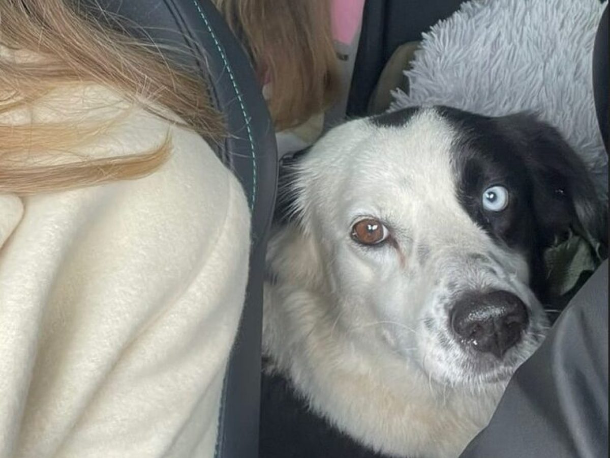 Χανιά | Η δεύτερη φορά ήταν η μοιραία: Πέταξαν δηλητήριο σε αυλή σπιτιού – Δηλητηριάστηκε σκυλίτσα | Photos