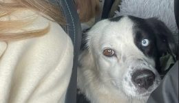 chania-i-defteri-fora