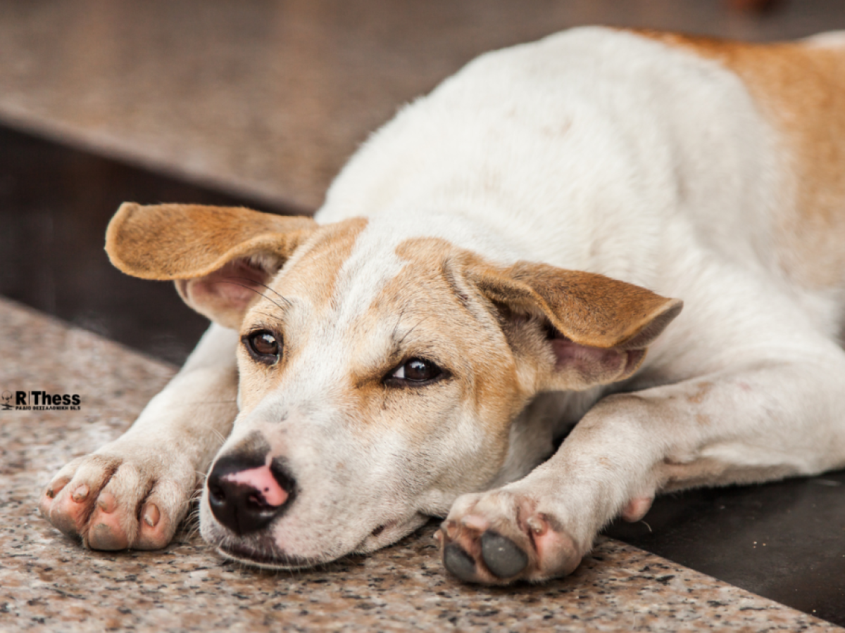 Χανιά: Μαζική στείρωση αδέσποτων στην Κίσσαμο 