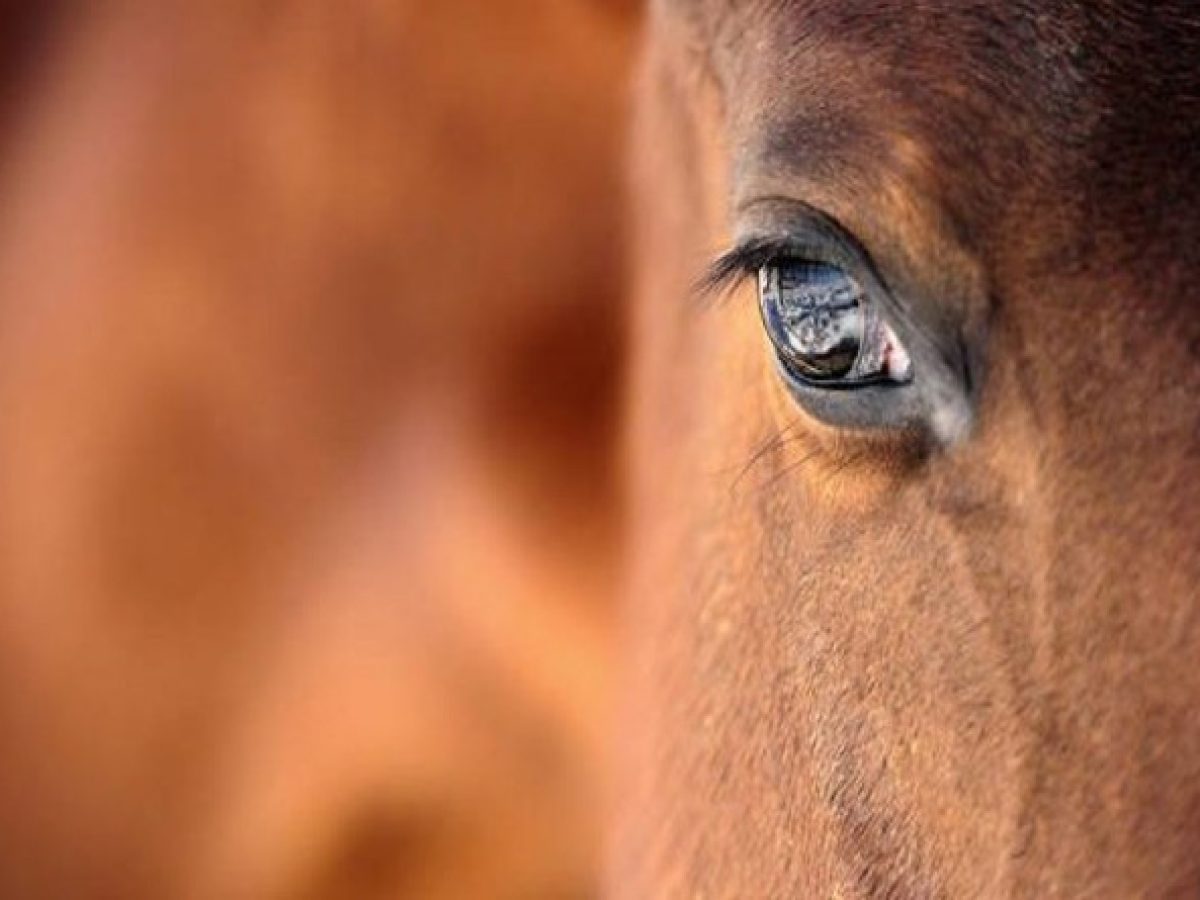 Χάθηκε άλογο στο Μαρκόπουλο!