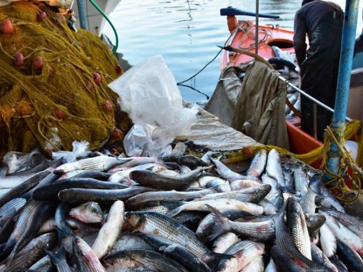 Χρηματοδότηση για την προώθηση προϊόντων αλιείας και υδατοκαλλιέργειας εξασφάλισε η Περιφέρεια Αν. Μακεδονίας – Θράκης
