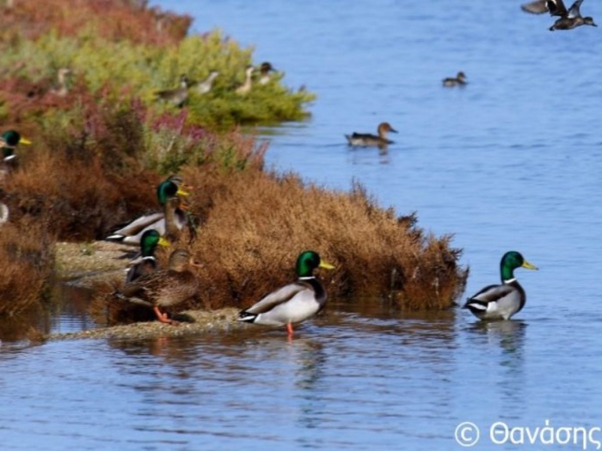 Χθες το απόγευμα έριξε οκτώ τουφεκιές στη λιμνοθάλασσα