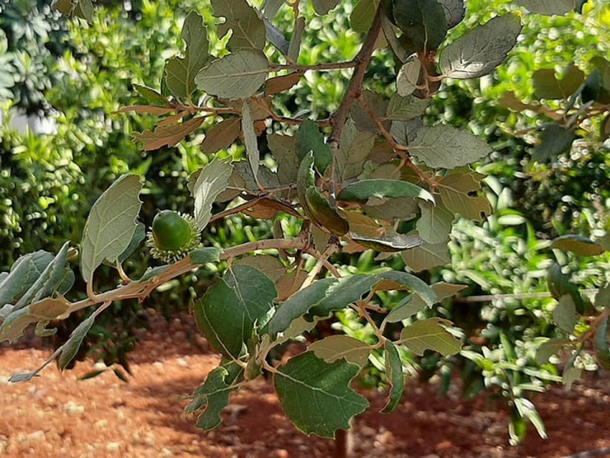 Δάσος Μνήμης για τη Γενοκτονία των Ποντίων – 353 βελανιδιές στα Μελίσσια