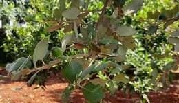 dasos-mnimis-gia-ti-genoktonia