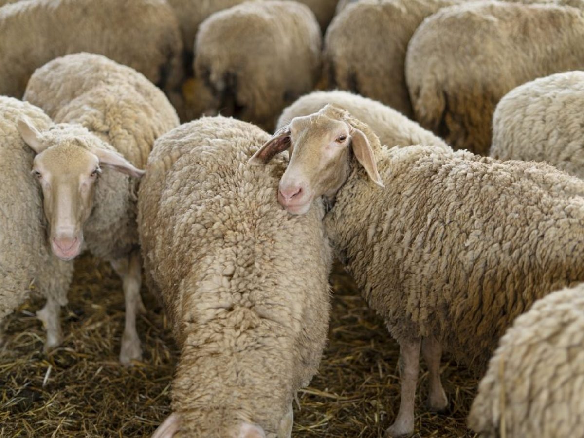 Δέκα ερωτήσεις για την ευλογιά στην ευρεία σύσκεψη του Μεγάρου Μαξίμου – Έρχοναι ανακοινώσεις