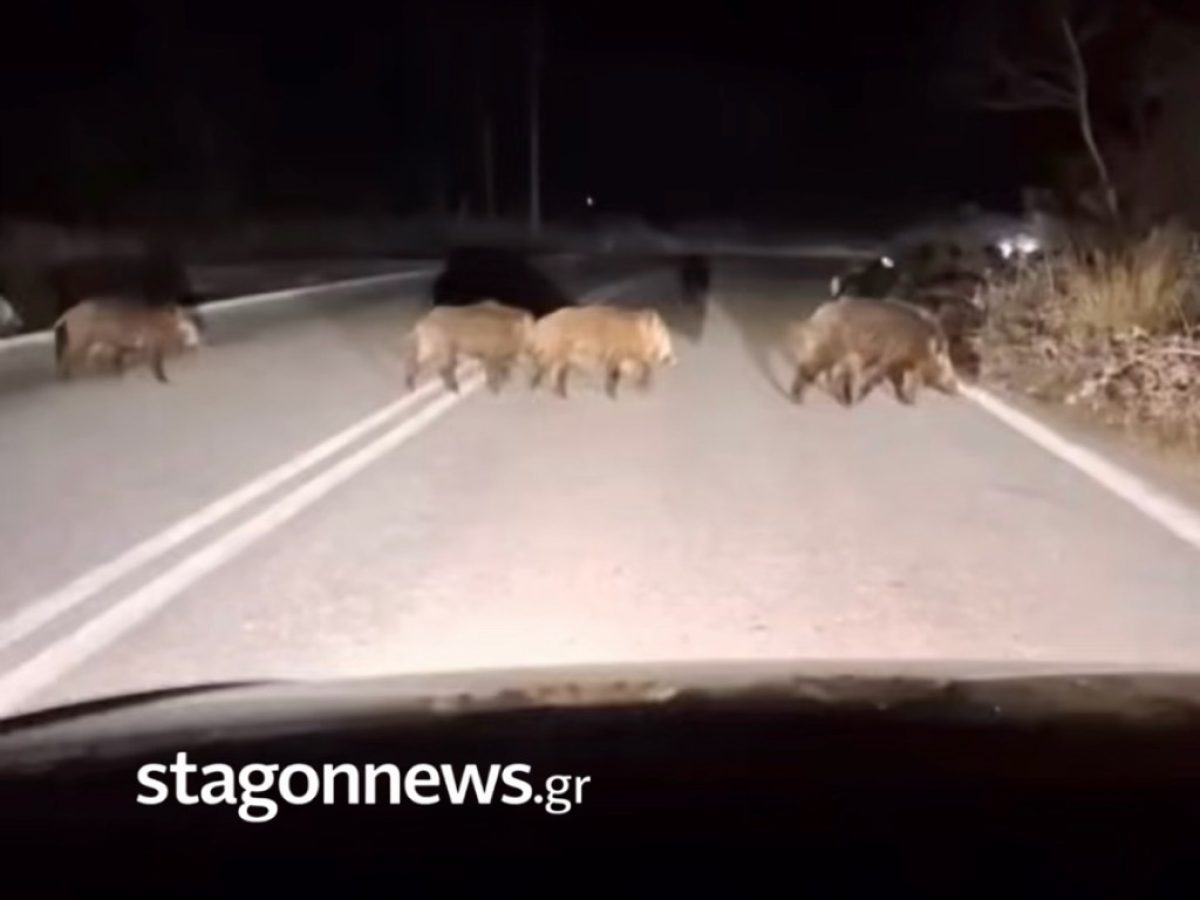 Δεκάδες αγριογούρουνα στην Ε.Ο. Καλαμπάκας – Μουργκανίου: Μεγάλος κίνδυνος για τους οδηγούς