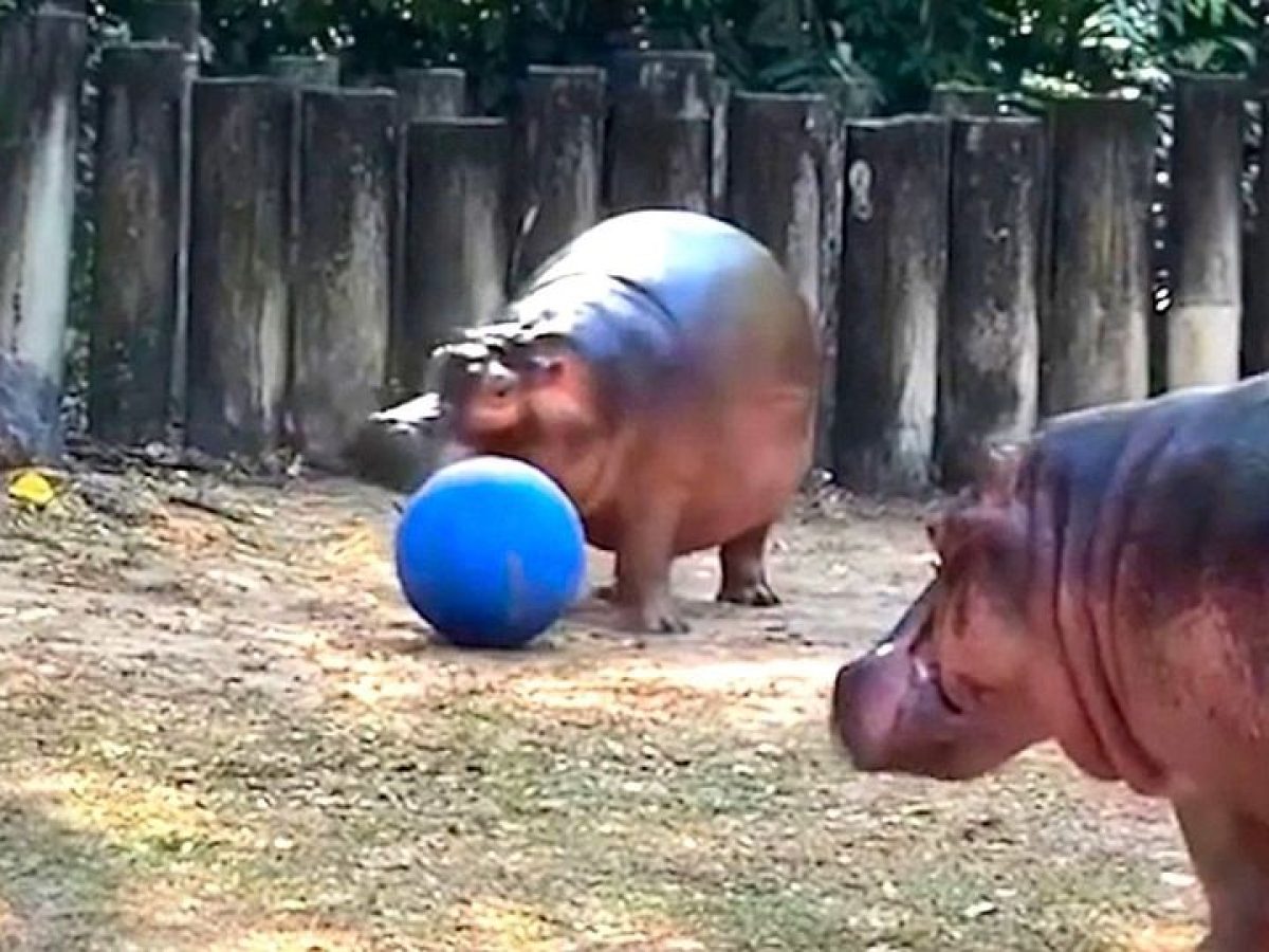 Δεξιοτέχνης της μπάλας ο γηραιότερος ιπποπόταμος στην Ταϊλάνδη (VIDEO)