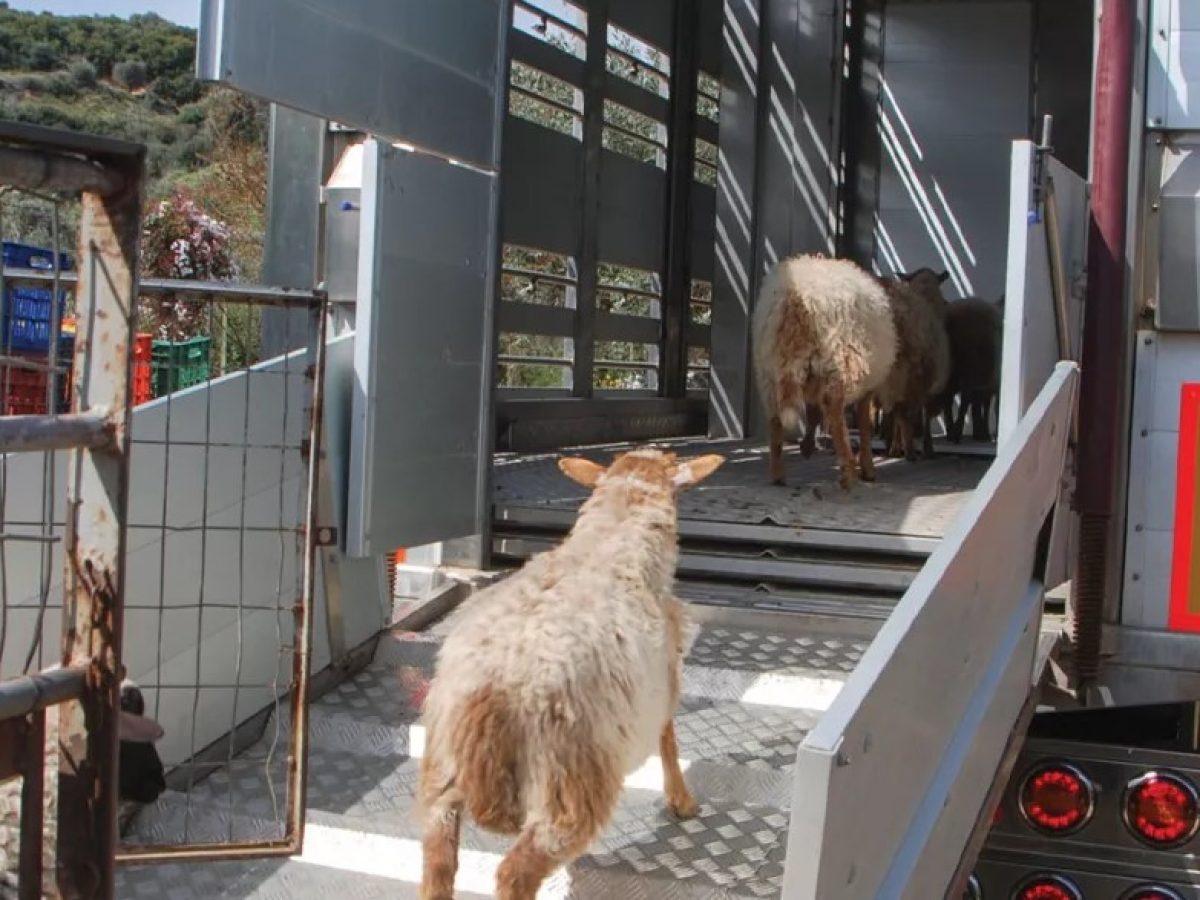 Διαδικτυακό σεμινάριο για την απόκτηση επαγγελματικής ικανότητας μεταφορέα ζώντων ζώων