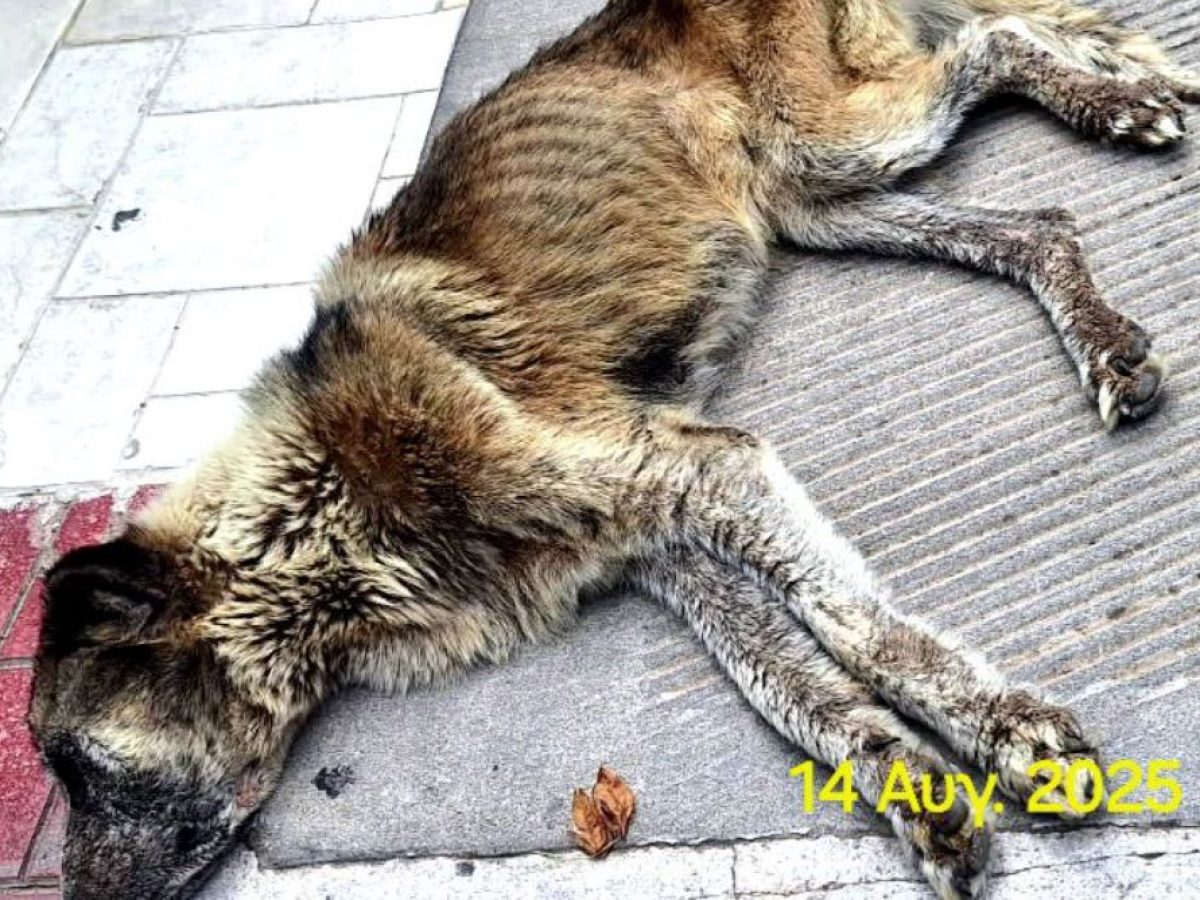 Δίας, η μεταμόρφωση ενός ετοιμοθάνατου σκύλου που βρέθηκε αποστεωμένος στον Μαραθώνα