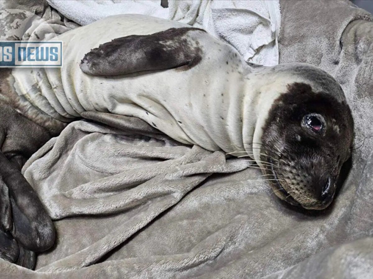 Διάσωση ετοιμοθάνατης φώκιας 30 ημερών στη Λέρο