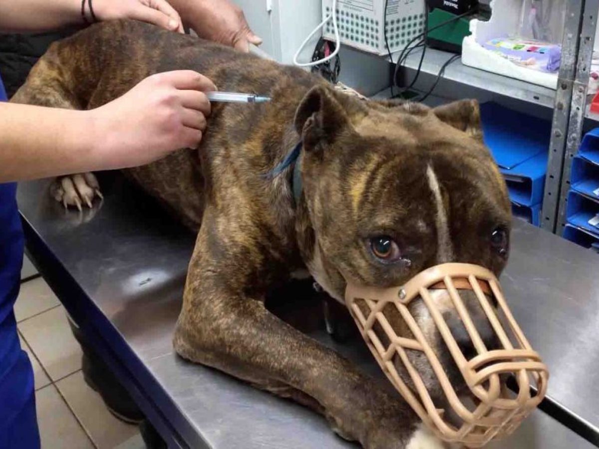 ΔΙΚΕΠΑΖ: Το πόρισμα  της πενταμελούς επιτροπής κτηνιάτρων για το πιτ μπουλ που σκότωσε το δίχρονο αγοράκι στη Ζάκυνθο