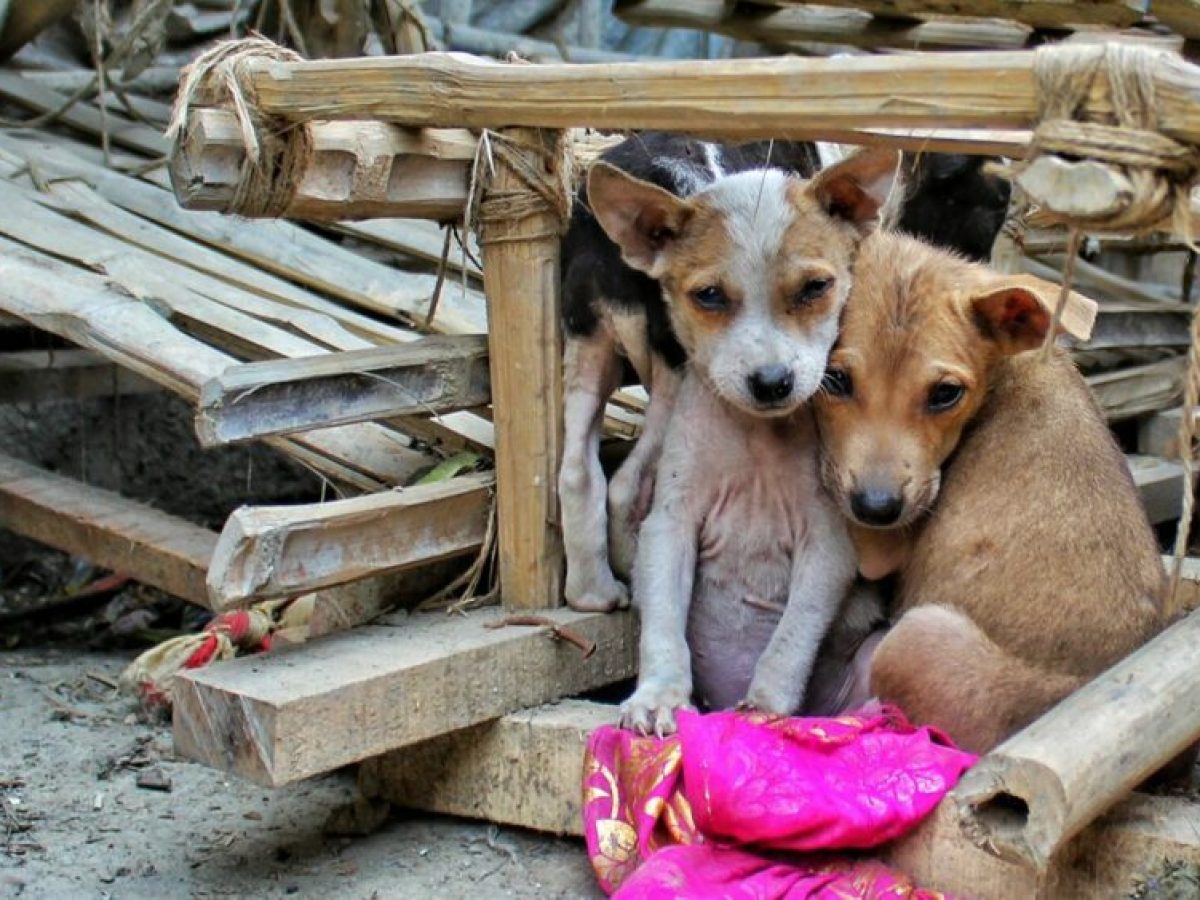 Δήμαρχος Κοζάνης: Έχει σταθεροποιηθεί η κατάσταση με τα αδέσποτα