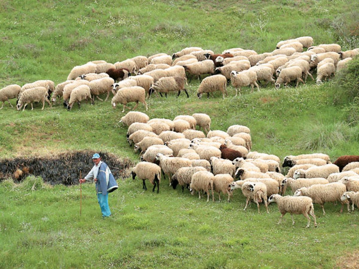 Δήμος Δυτ.Λέσβου:Μείωση των δημοτικών τελών κατά 90% για αγρότες και κτηνοτρόφους