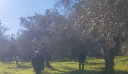 dimos-spartis-xekinoun-i-dilosis