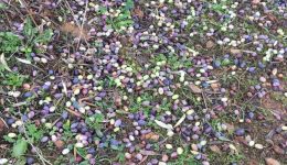 dimos-vorias-kinourias-Αrchizoun-i