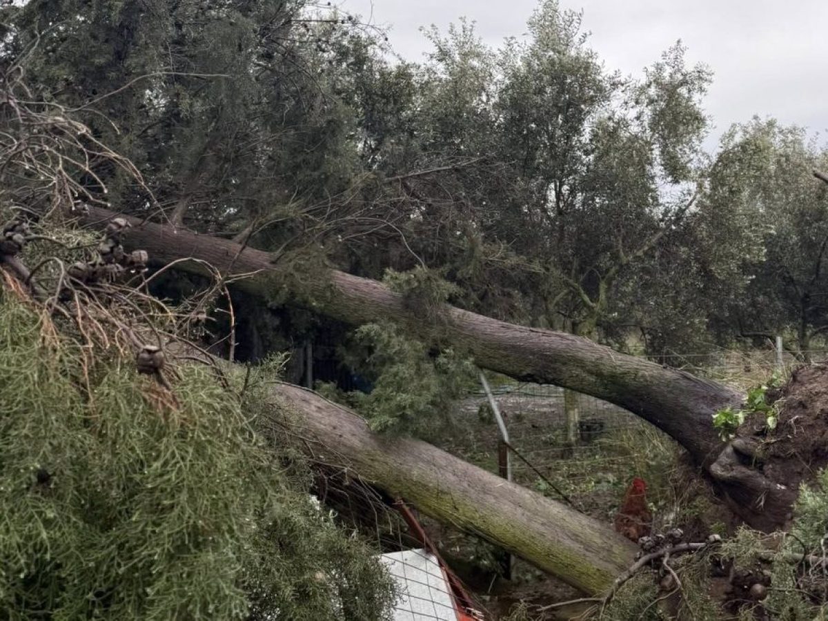 Δυτική Ελλάδα: 47 κλήσεις στην Πυροσβεστική το Σάββατο (10/1) για κοπές δέντρων και αφαίρεση αντικειμένων