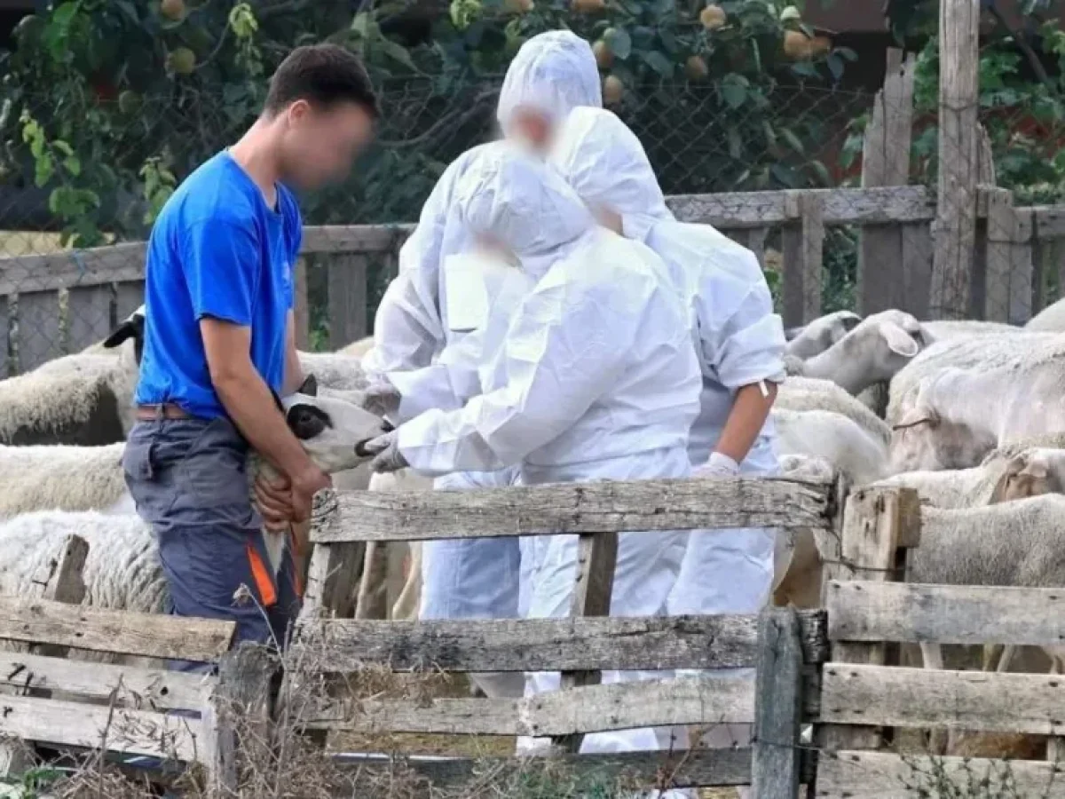 Δυτική Ελλάδα – Κτηνοτρόφοι: Στον εισαγγελέα 19 δικογραφίες