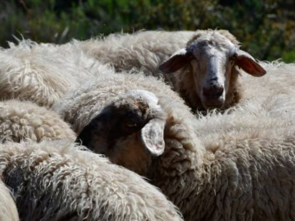 Δυτική Ελλάδα – Κτηνοτρόφοι: Στον εισαγγελέα 19 δικογραφίες για διασπορά ευλογιάς