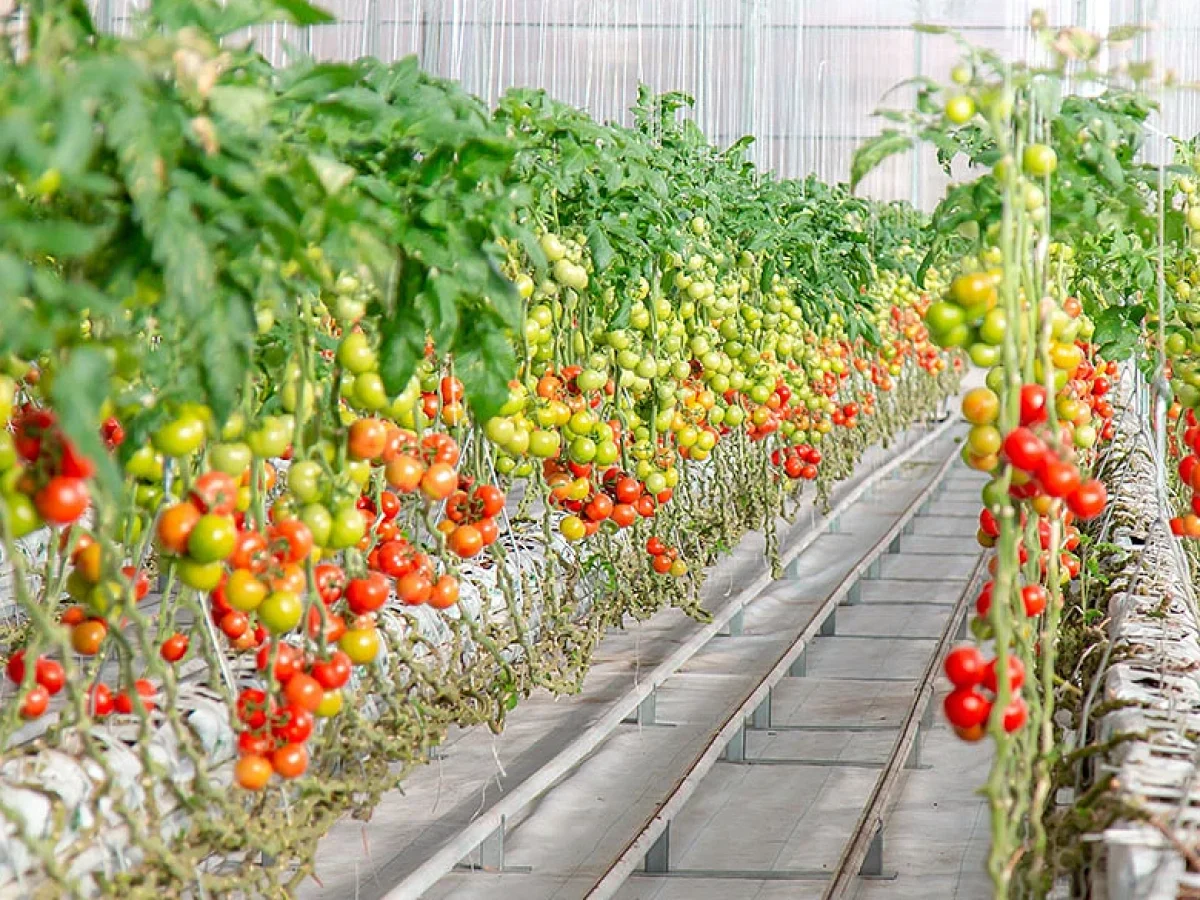 Δυτική Μακεδονία: Προχωρά η κατασκευή υπερσύγχρονου υδροπονικού θερμοκηπίου πέμπτης γενιάς για τομάτα