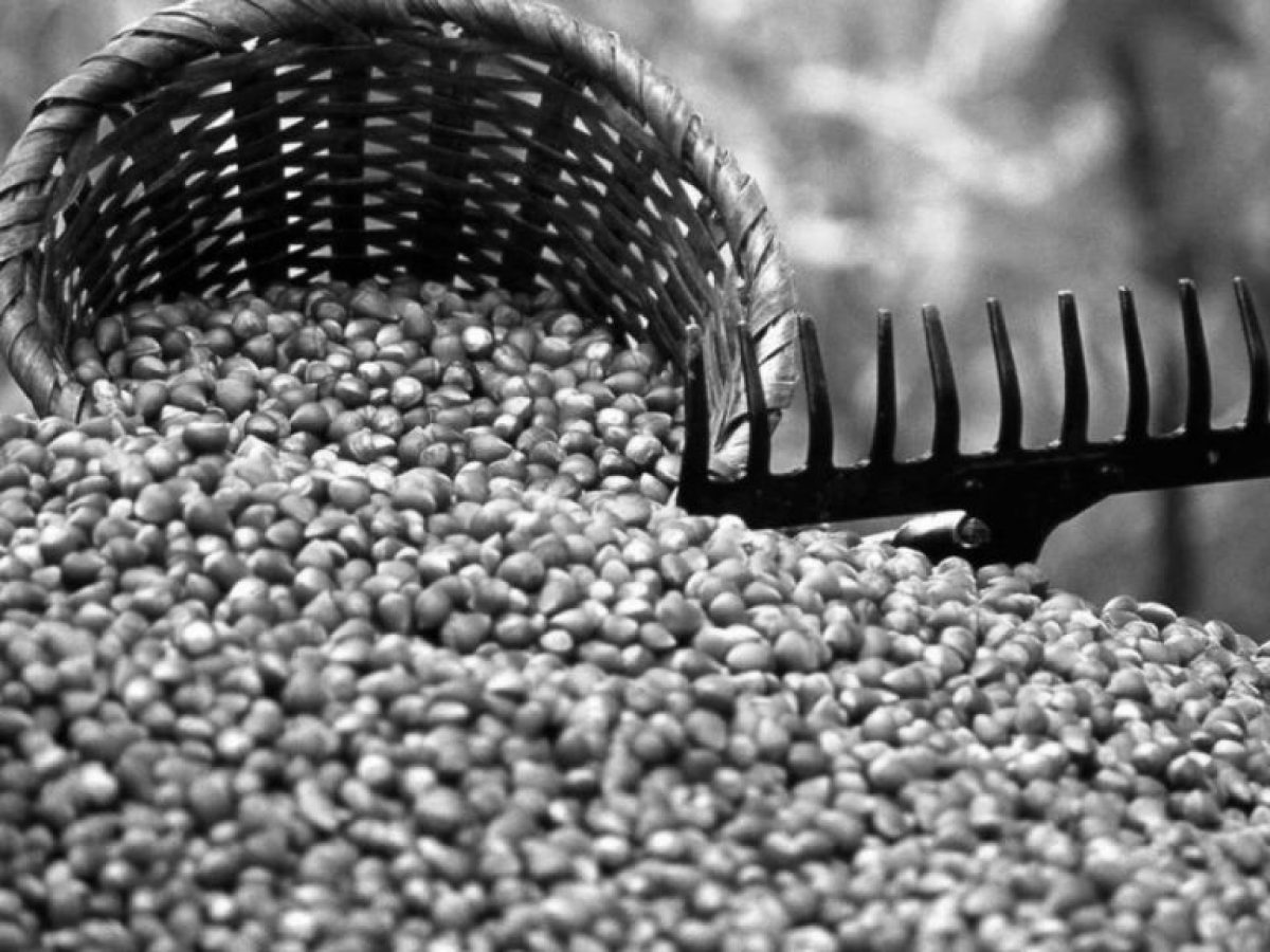 Διβάν (Τιβάν): Το πλούσιο ελληνικό φουντουκοχώρι της Κερασούντας που εξαφανίστηκε από τον χάρτη του Πόντου