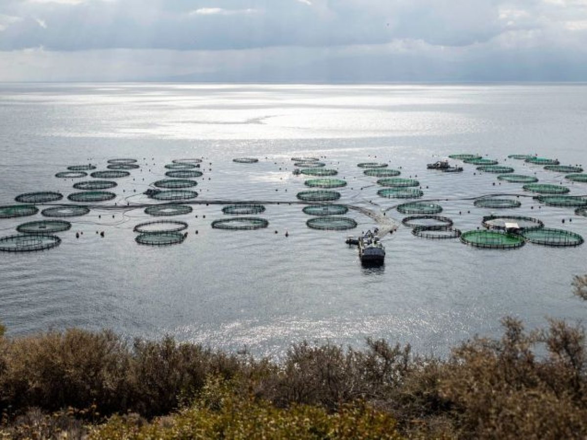 Εκδήλωση με θέμα «Ιχθυοκαλλιέργεια και Τοπική Ανάπτυξη: Προκλήσεις & Ευκαιρίες Συνεργασίας στη Δυτική Ελλάδα»