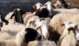 divilia-nea-metra-apolimansis