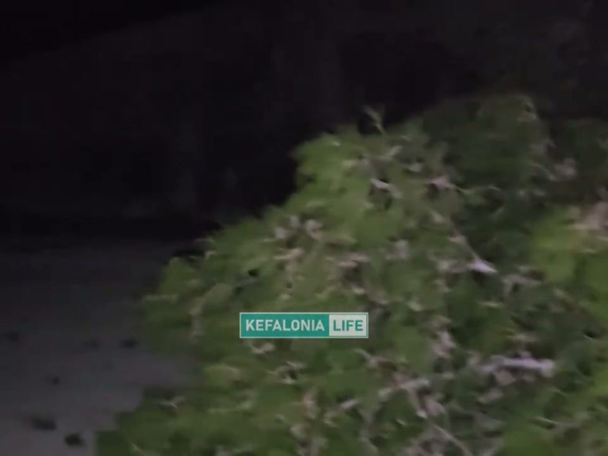 ΤΩΡΑ: Πτώση πελώριου δέντρου στη γύρα Ληξούρι – Αργοστόλι | Από καθαρή τύχη δεν χτύπησαν τα οχήματα του Kefalonia Life & της Αντιδημάρχου Ληξουρίου (βίντεο)