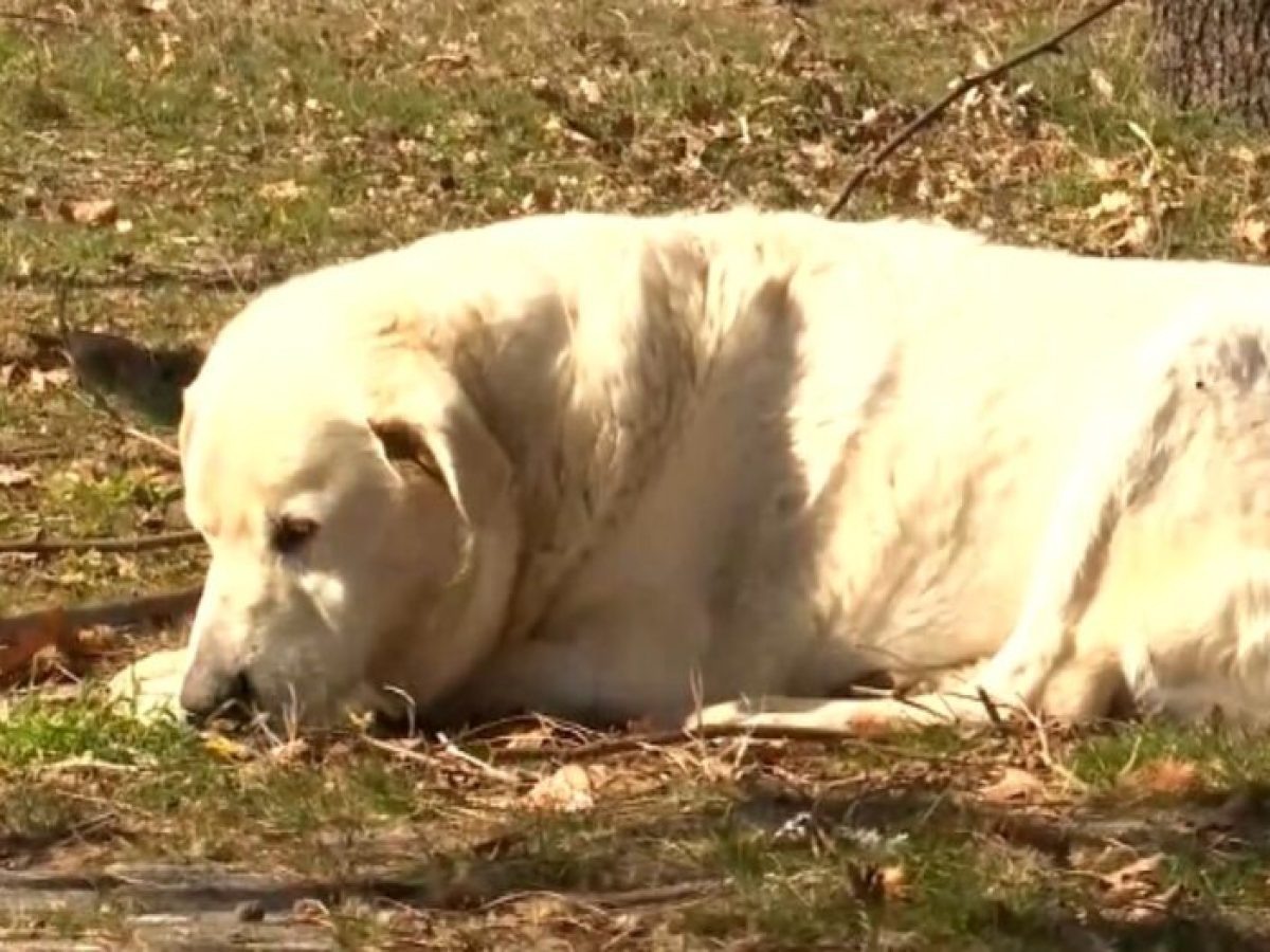 Δωρεάν στειρώσεις αδέσποτων ζώων συντροφιάς από τον δήμο Κοζάνης