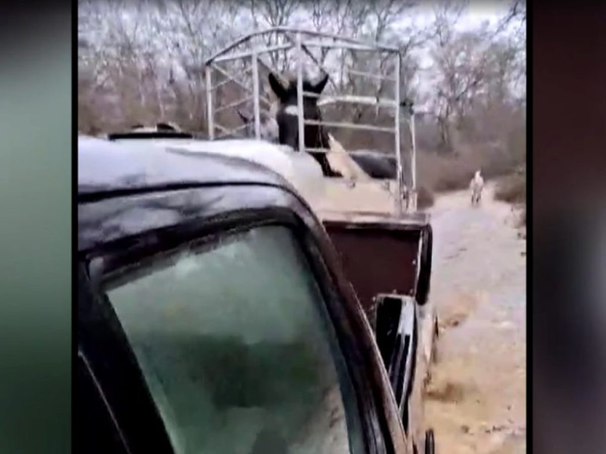 Δραματική διάσωση αλόγων στο πλημμυρισμένο δασάκι Μεσοποταμίας