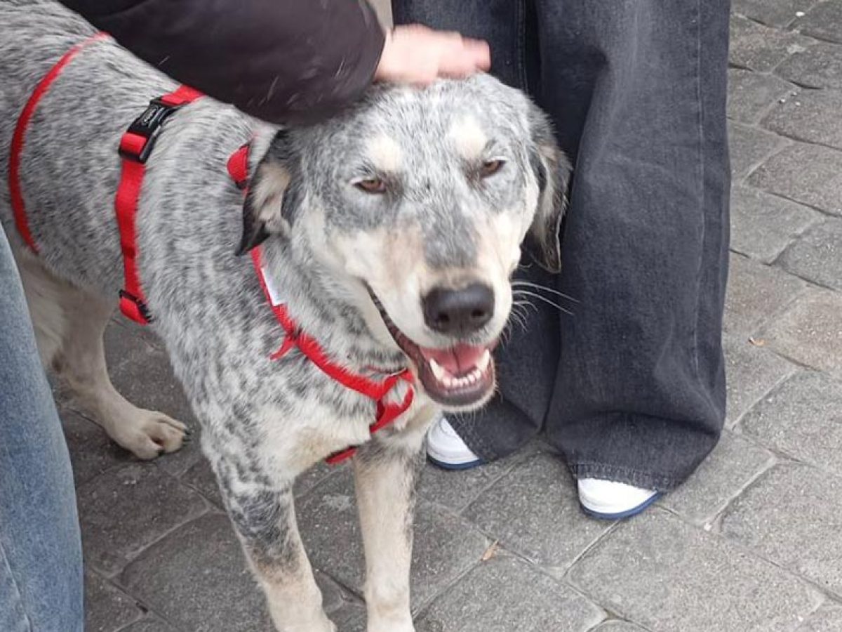 Ευχαριστήριο του Κυνοκομείου Καλαμπάκας