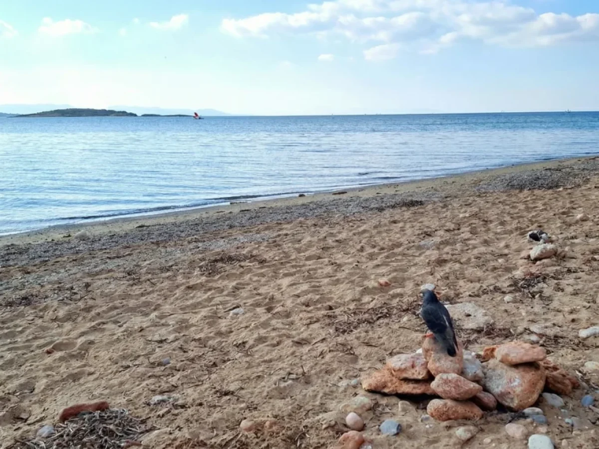 Εφημερίδα «Εβδόμη»: Η κοινότητα των χειμερινών κολυμβητών Βούλας που …ενοχλούσε