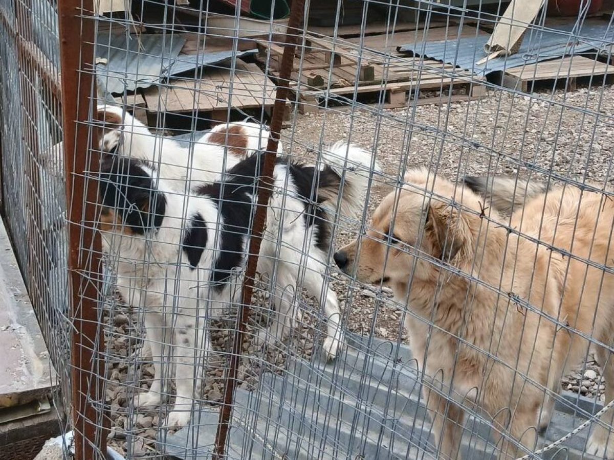 Έκκληση βοήθειας για το Καταφύγιο Αδέσποτων Ζώων Μεσολογγίου μετά τις καταστροφικές κακοκαιρίες