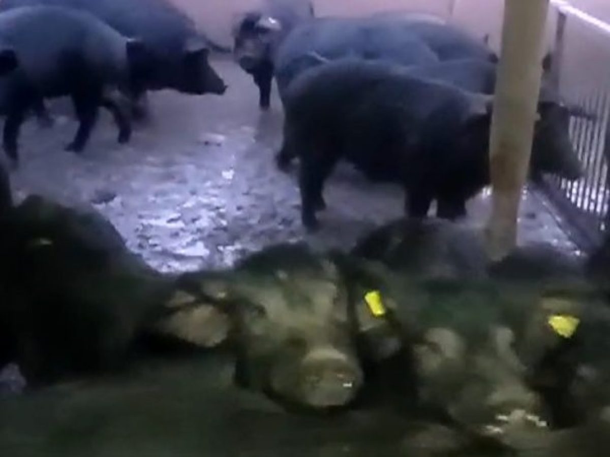 Εκτροφή μαύρων χοίρων στον Ταξιάρχη Χαλκιδικής – Τα διατροφικά οφέλη