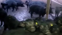 ektrofi-mavron-chiron-ston-taxiarchi