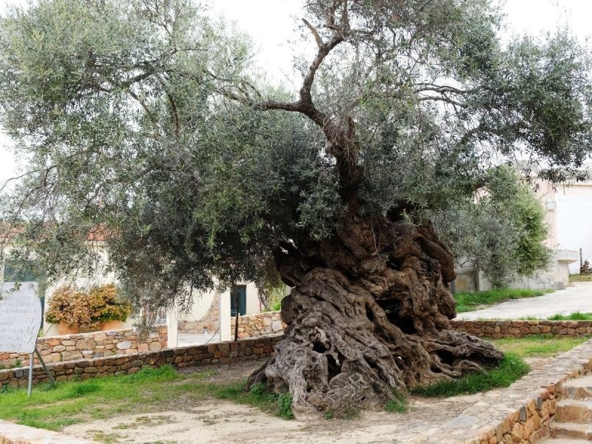 Ελαιοδιαδρομές στην ενδοχώρα του νομού Χανίων – Τι ετοιμάζεται για την ανάπτυξη του ελαιοτουρισμού